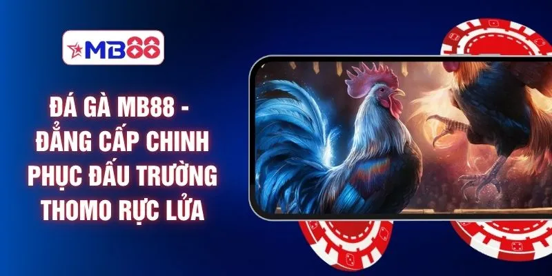 Đá Gà MB88 - Đẳng Cấp Chinh Phục Đấu Trường Thomo Rực Lửa